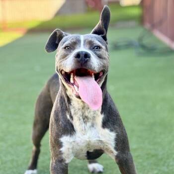 Chipper -  Pit Bull Terrier Dog for Adoption in Pasadena, California - Chipper | PetCurious