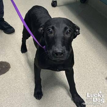 Arthur -  Labrador Retriever and Shepherd Dog for Adoption in Washington, District Of Columbia - Arthur | PetCurious