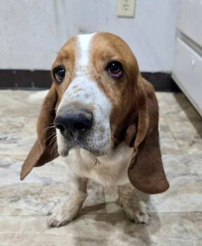 Bruno -  Basset Hound Dog for Adoption in Littleton, Colorado - Bruno | PetCurious