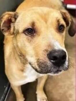 Kade -  Shepherd Dog for Adoption in Estes Park, Colorado - Kade | PetCurious