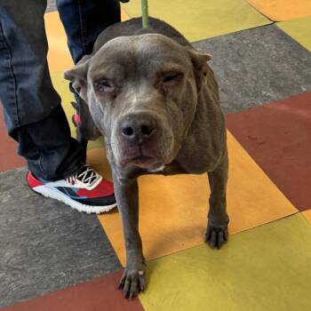 Mixed Breed Dogs Available for Adoption - Diamond Ray | PetCurious