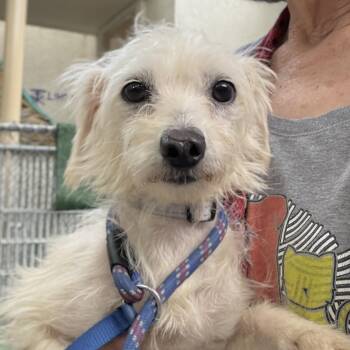 Aria -  Terrier Dog for Adoption in Oakland, California - Aria | PetCurious
