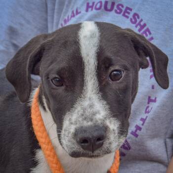 Drake -  Australian Cattle Dog Blue Heeler and American Staffordshire Terrier Dog for Adoption in Huntley, Illinois - Drake | PetCurious