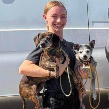 Oakley -  Chihuahua Dog for Adoption in Ramona, California - Oakley | PetCurious