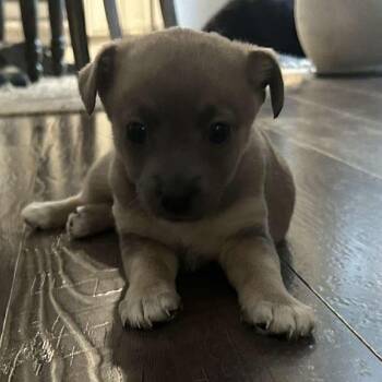 Chihuahua Dogs Available for Adoption - Donut | PetCurious