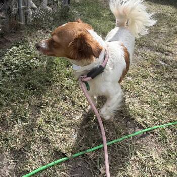 Dina -  Chihuahua Dog for Adoption in Louise, Texas - Dina | PetCurious