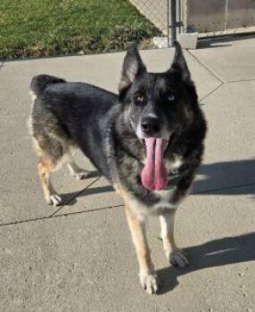 Kovu -  Shepherd and Husky Dog for Adoption in Bucyrus, Ohio - Kovu | PetCurious