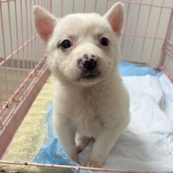 Mixed Breed Dogs Available for Adoption in Buffalo, Minnesota - Triceratops | PetCurious