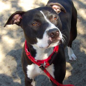 Mixed Breed Dogs Available for Adoption in Newark, New Jersey - Mogul | PetCurious