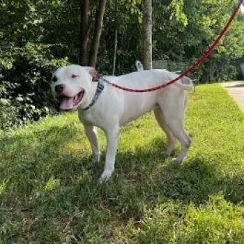 Bella Rose -  Pit Bull Terrier Dog for Adoption in Lynchburg, Virginia - Bella Rose | PetCurious