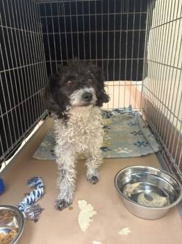 Poodle Dogs Available for Adoption in Kennewick, Washington - Lady Antoinette | PetCurious