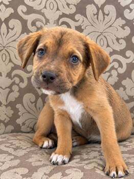 Joel -  Labrador Retriever and Hound Dog for Adoption in Colorado Springs, Colorado - Joel | PetCurious