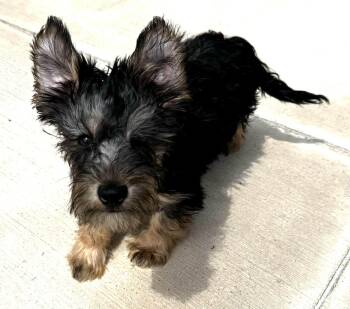Yorkshire Terrier Dogs Available for Adoption in Piedmont, Oklahoma - Briggs | PetCurious
