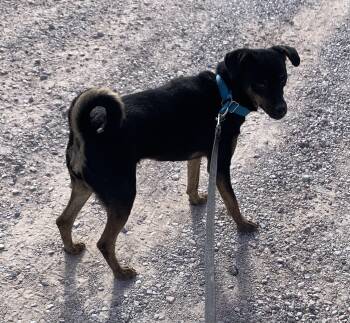 Rescue Terrier and Chihuahua Dogs for Adoption in Chinle, Arizona - Zia | PetCurious