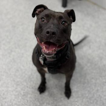 Stella -  American Staffordshire Terrier and Mixed Breed Dog for Adoption in Monticello, Iowa - Stella | PetCurious