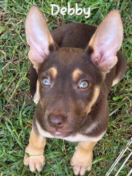 Rescue Shepherd and Rottweiler Dogs for Adoption in Douglasville, Georgia - Debby | PetCurious