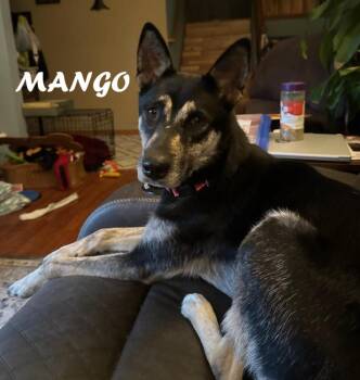 Mango -  Belgian Shepherd Malinois and Siberian Husky Dog for Adoption in Owatonna, Minnesota - Mango | PetCurious