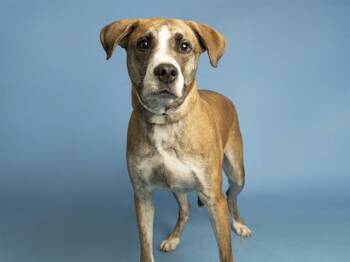 Labrador Retriever Dogs Available for Adoption in Phoenix, Arizona - BAILEY | PetCurious