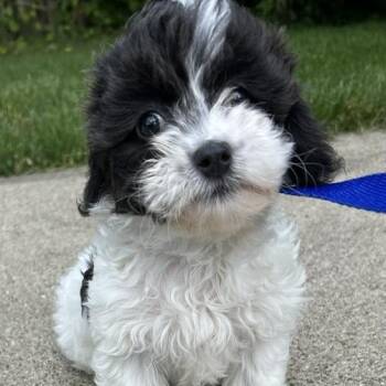 Daisy -  Shih Tzu and Bichon Frise Dog for Adoption in Cincinnati, Ohio - Daisy | PetCurious