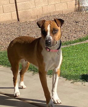Rescue Labrador Retriever and Basset Hound Dogs for Adoption in Chandler, Arizona - PEEP | PetCurious