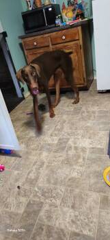Doberman Pinscher Dogs Available for Adoption in Bloomington, Indiana - Finn | PetCurious