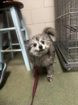 Mixed Breed Dogs Available for Adoption - TREE TRUNKS | PetCurious