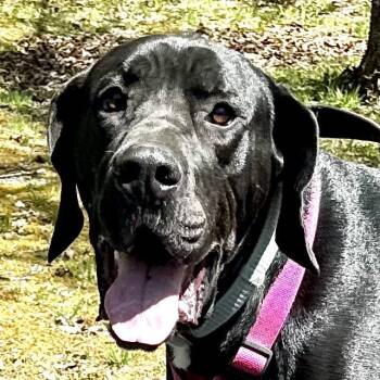 Great Dane and Mastiff Dogs Available for Adoption in Sequatchie, Tennessee - Atlas -s | PetCurious