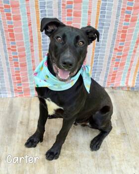 Carter -  Labrador Retriever Dog Available for Adoption in Gautier, Mississippi - Carter | PetCurious