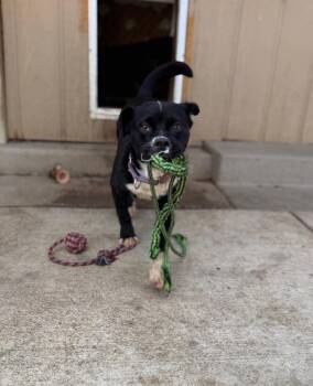 Dolly -  Pug and Mixed Breed Dog for Adoption in Severance, Colorado - Dolly | PetCurious