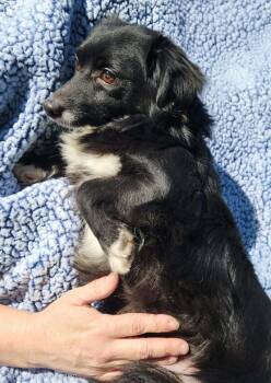 Chihuahua Dogs Available for Adoption - Milo | PetCurious