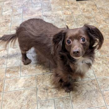 Rescue Dachshund Dogs for Adoption in Aberdeen, Washington - Sugar Baby | PetCurious