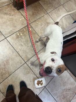 Rescue Mixed Breed Dogs for Adoption in Cincinnati, Ohio - Gust | PetCurious