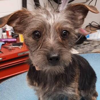 Yorkshire Terrier and Mixed Breed Dogs Available for Adoption - Clive | PetCurious