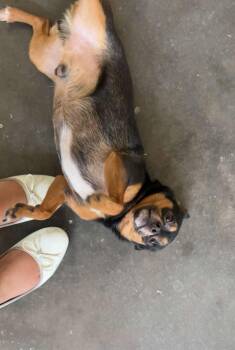 Paco -  Chihuahua Dog for Adoption in Tacoma, Washington - Paco | PetCurious