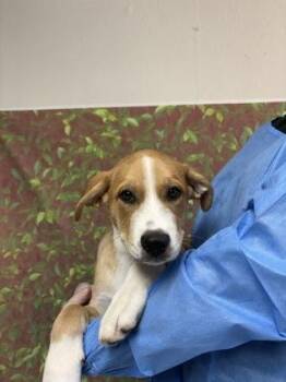 Harold -  Labrador Retriever and Terrier Dog for Adoption in San Antonio, Texas - Harold | PetCurious