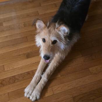 Rescue Rottweiler and Husky Dogs for Adoption in Rossville, Georgia - Ethel | PetCurious