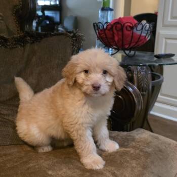 Big Guy aka Frank -  Goldendoodle Dog for Adoption in Memphis, Tennessee - Big Guy Aka Frank | PetCurious