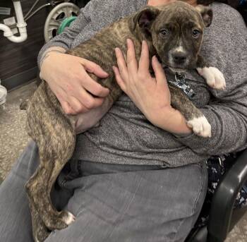 Pit Bull Terrier Dogs Available for Adoption - Wink | PetCurious