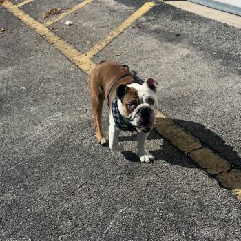 English Bulldog Dogs Available for Adoption - Jake 6685 | PetCurious