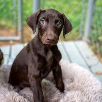 Doberman Pinscher and Mixed Breed Dogs Available for Adoption in Gainesville, Georgia - Zeus | PetCurious
