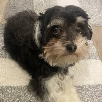 Schnoodle Dogs Available for Adoption in Matthews, North Carolina - Luna | PetCurious