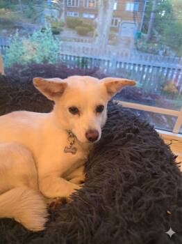Jindo and Chihuahua Dogs Available for Adoption in San Diego, California - Doreen | PetCurious