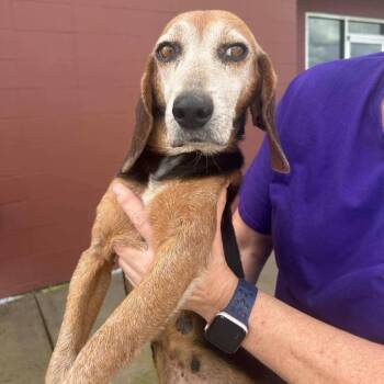 Nana Banana -  Beagle Dog for Adoption in New Orleans, Louisiana - Nana Banana | PetCurious