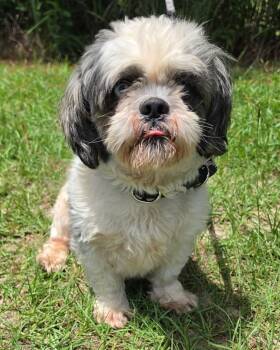 Oswald **Foster / Foster-to-Adopt** -  Shih Tzu Dog for Adoption in New York, New York - Oswald **Foster / Foster-to-Adopt** | PetCurious