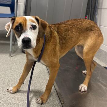 Mohana -  Labrador Retriever and Mixed Breed Dog for Adoption in Englewood, Florida - Mohana | PetCurious