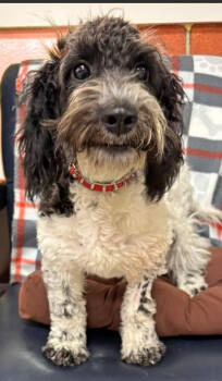 Rescue Poodle and Terrier Dogs for Adoption in Cranston, Rhode Island - Twyla In TX | PetCurious