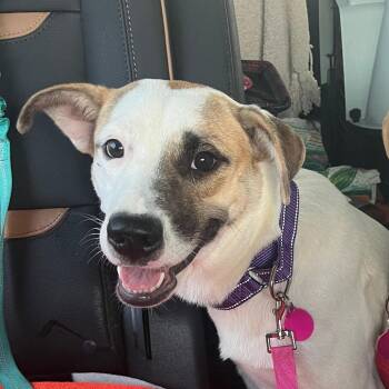 Tansy -  Mixed Breed Dog for Adoption in Merritt Island, Florida - Tansy | PetCurious