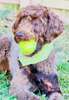EVANGELINE -  Chocolate Labrador Retriever Dog for Adoption in Warwick, Rhode Island - EVANGELINE | PetCurious
