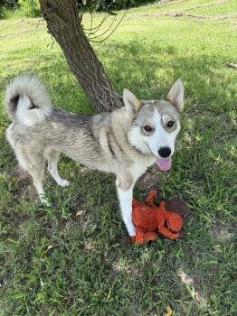Rescue Siberian Husky Dogs for Adoption in Omaha, Nebraska - Saffron | PetCurious
