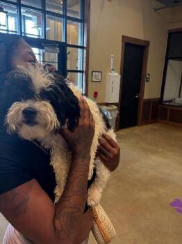 Found Animal 353 -  Shih Tzu Dog for Adoption in Douglasville, Georgia - Found Animal 353 | PetCurious